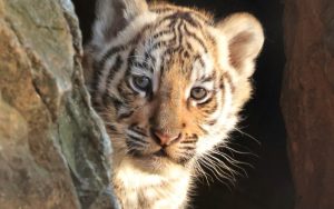 Малката тигрица в Старозагорския зоопарк вече е Мина