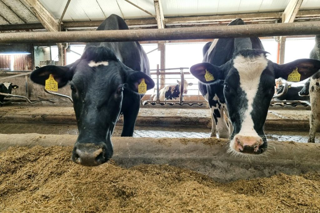 Ново огнище на „син език“ регистрираха край Смолян, Хасково в готовност за превенция