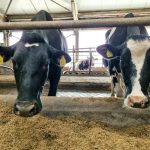 Ново огнище на „син език“ регистрираха край Смолян, Хасково в готовност за превенция