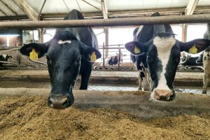 Ново огнище на „син език“ регистрираха край Смолян, Хасково в готовност за превенция