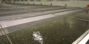 Масова смърт на риба в Карловско: Разследват замърсяване за над 1.5 млн. лева