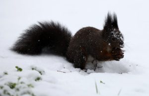 Опасно време: Дъжд, сняг и бурен вятър обхващат страната