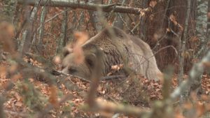 Белица отдава почит на Брижит Бардо: Нейният дух живее в Парка за мечки