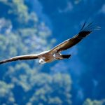 Седем лешояда отровени край Котел, разследването продължава