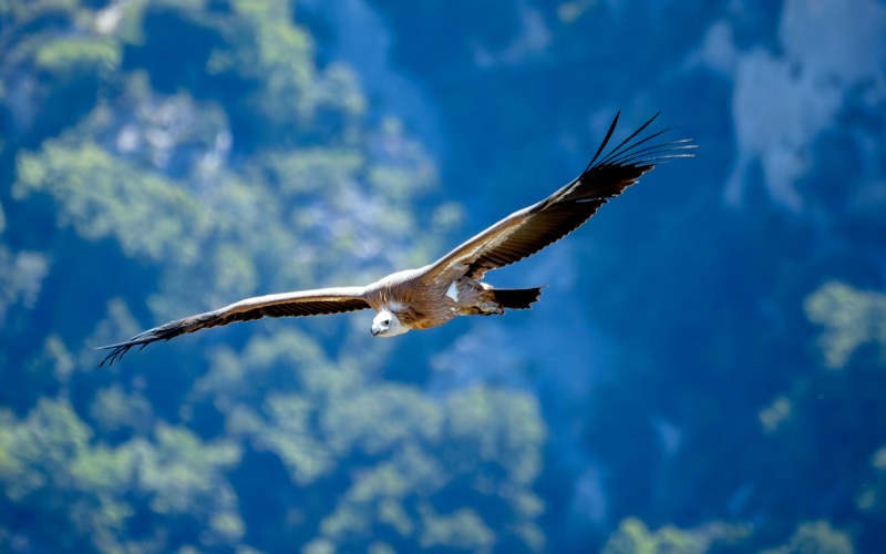 Седем лешояда отровени край Котел, разследването продължава