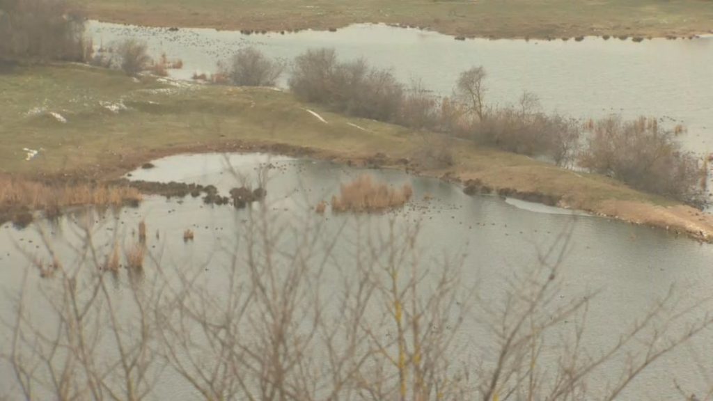 Юбилейно 50-о преброяване на водолюбиви птици край Варна: Студът не спира орнитолозите