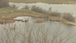 Юбилейно 50-о преброяване на водолюбиви птици край Варна: Студът не спира орнитолозите