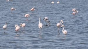 Юбилейното 50-о преброяване на зимуващите водолюбиви птици приключи в България