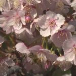 Ранна пролетна феерия: Сакурата цъфти преждевременно в Япония