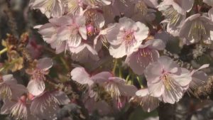 Ранна пролетна феерия: Сакурата цъфти преждевременно в Япония