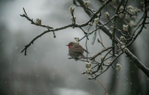 Времето: Дъжд в Южна и Източна България, очакват се поледици