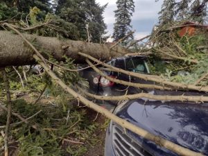 Ураганен вятър повали борове в Боровец, пострадаха коли