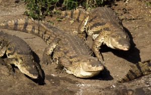 Крокодили нападат хора след опустошителни наводнения в Мозамбик: Жертвите растат