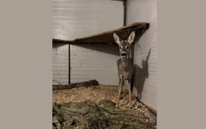 Полиция и зоопарк спасиха бедстваща сърна край Аркутино