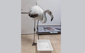 Младо фламинго, спасено от пътя край Братово, ще бъде освободено днес