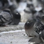 Съществено затопляне предстои след мразовит жълт код