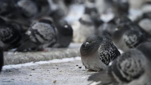 Съществено затопляне предстои след мразовит жълт код