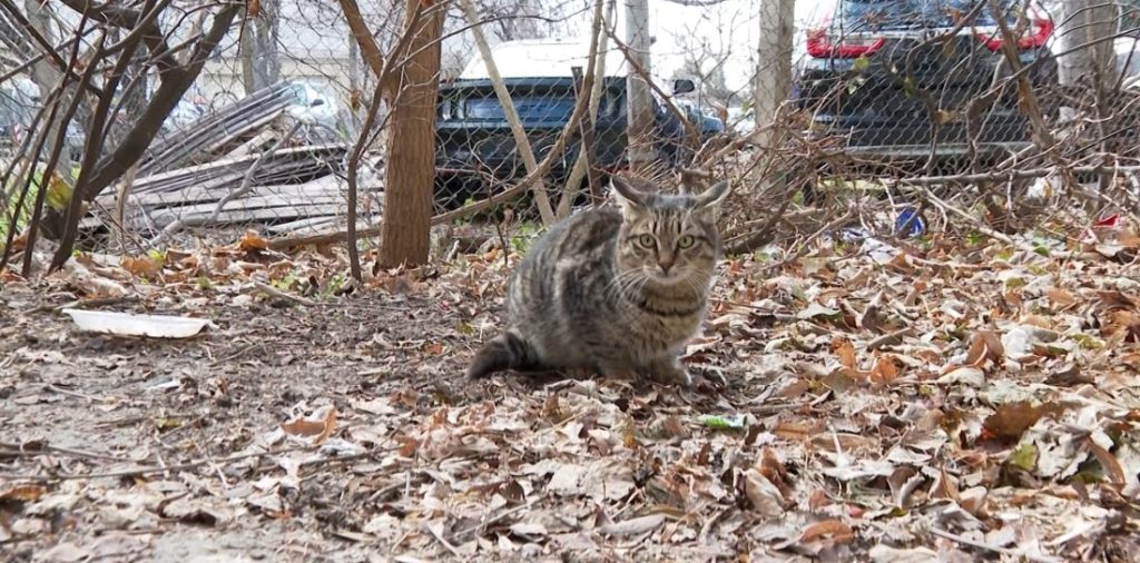 Варна стартира мащабна кампания за кастрация на бездомни котки