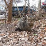 Варна стартира мащабна кампания за кастрация на бездомни котки