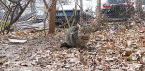 Варна стартира мащабна кампания за кастрация на бездомни котки