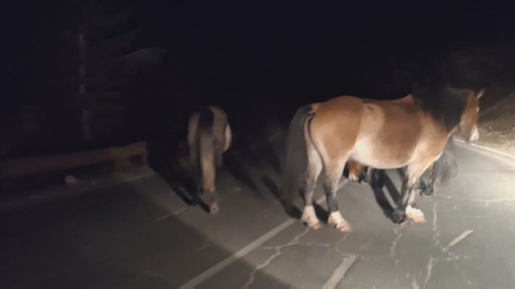 Опасност на пътя Троян-Кърнаре: Безстопанствени коне застрашават шофьори