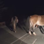 Опасност на пътя Троян-Кърнаре: Безстопанствени коне застрашават шофьори