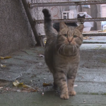 Расте броят на доброволците, които спасяват бездомни животни