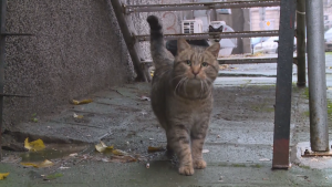 Расте броят на доброволците, които спасяват бездомни животни