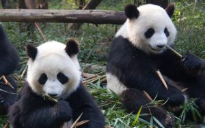 Япония остава без панди за пръв път от половин век: Близнаците Сяо Сяо и Лей Лей се завръщат в Китай на 27 януари