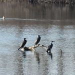 Юбилейно 50-о преброяване на водолюбивите птици започва днес