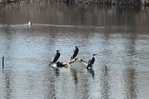 Юбилейно 50-о преброяване на водолюбивите птици започва днес