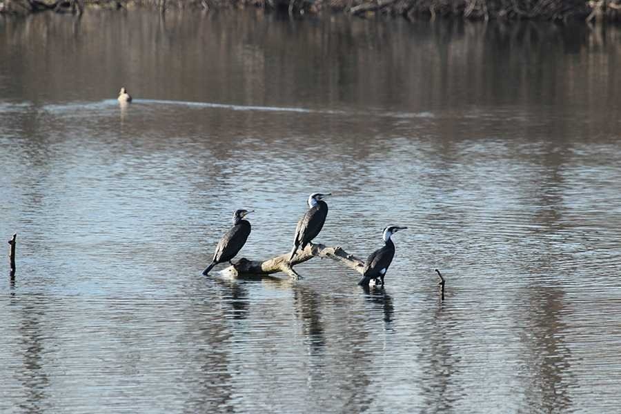 Юбилейно 50-о преброяване на водолюбивите птици започва днес
