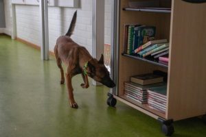 Орка: Първото куче в България, обучено да открива фалшиви банкноти