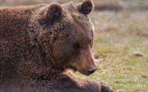 Румъния инсталира хиляди километри електрически огради срещу мечки