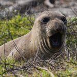 Природният парк „Ано Нуево“ в Калифорния привлича хиляди с уникалния спектакъл на морските слонове