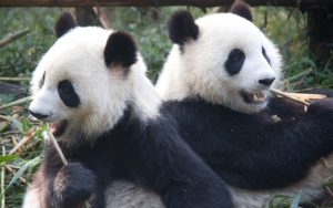 Мюнхенският зоопарк получава две панди от Китай в рамките на „панда дипломацията“