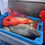 Кипър се бори с нашествие на отровни риби от Суецкия канал