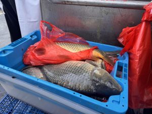 Кипър се бори с нашествие на отровни риби от Суецкия канал