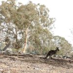 Бели кенгура привличат стотици туристи в Австралия