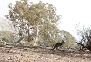 Бели кенгура привличат стотици туристи в Австралия