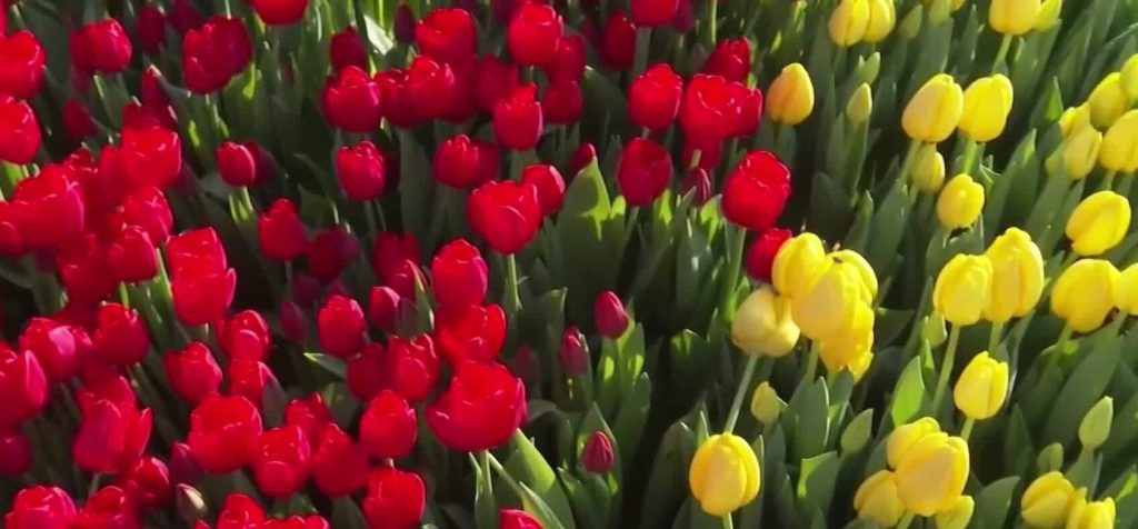 Хиляди лалета превърнаха Амстердам в цветна феерия