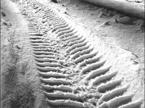 Отпадна ограничението за вериги през проходите Пампорово и Превала