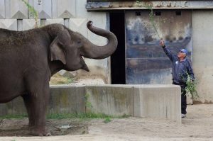Тъжна вест: Почина бай Иван – дългогодишният стопанин на слоновете в Софийския зоопарк