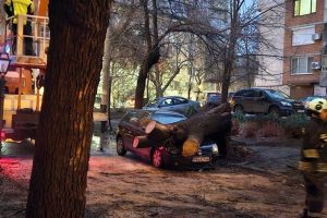 Дърво размаза лек автомобил в центъра на Пловдив