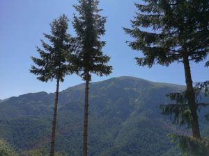 Мозъкът предпочита красотата заради пестене на енергия