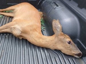 Глоба и конфискация за бракониер, убил 11-килограмова сърна край Пловдив