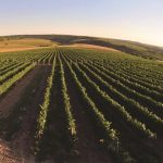 Първият знак на качественото вино – трябва да е идеално бистро и искрящо