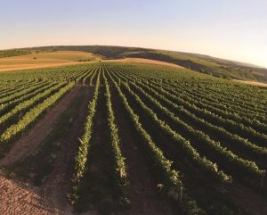 Първият знак на качественото вино – трябва да е идеално бистро и искрящо