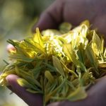 Пекин стартира мащабен план за модернизация на чаената индустрия до 2030 г.