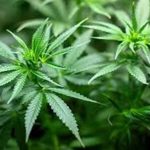 Полицията във Варна разкри мащабна наркооранжерия с 250 растения коноп